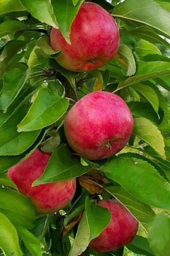 Яблуня колоновидна ‘Скорпіон’|Malus columnar ‘Skorpion’|Яблоня колоновидная ‘Скорпион’